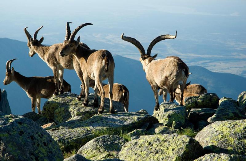 Ruralrut-El Tiemblo Wifi, Cabina De Hidromasaje, Aire Acondicionado Y A Pocos Metros De Zonas De Bano Naturales Bagian luar foto